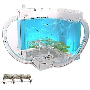 FCPLLTR Acryl Transparent Ant Nesten, Villa Pet voor House Mieren voor House Mieren Ant Workshop Ant Nest Science…