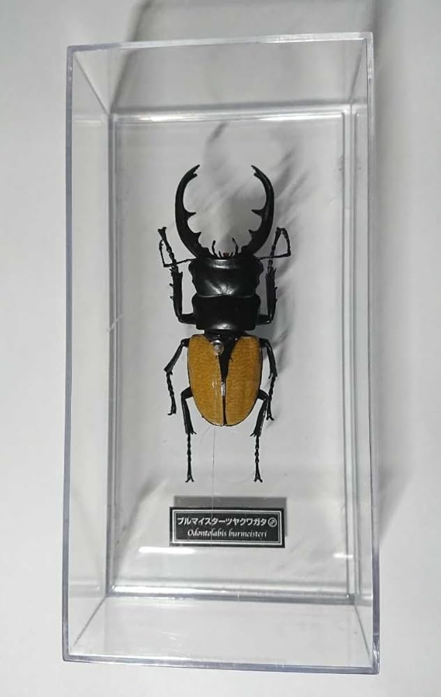 【標本】ブルマイスターツヤクワガタ　94.1ミリ　野外品　訳あり商品　説明欄必読 標本】ブルマイスターツヤクワガタ 94.1ミリ 野外品 訳あり商品