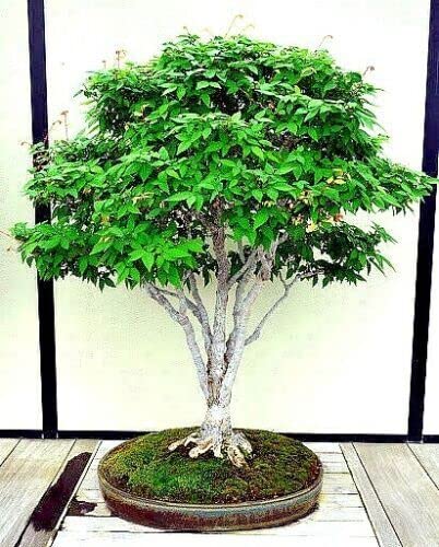 Amazon.com : 10 Seeds Japanese Grey Bark Elm Tree | Zelkova Serrata Bonsai  Plant Seeds : Patio, Lawn & Garden