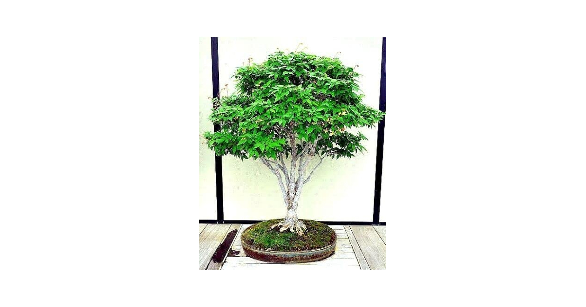 Amazon.com : 10 Seeds Japanese Grey Bark Elm Tree | Zelkova