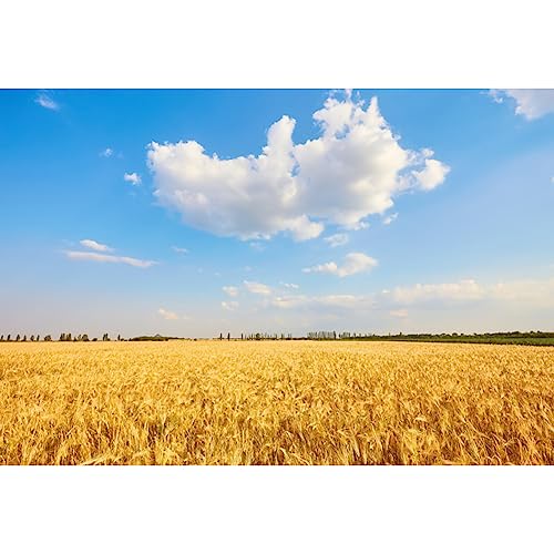 Golden Wheat Field Backdrop 20x10ft Rustic Autumn Farmland Wheat Grain Harvest Wilderness Blue Sky Nature Scenery Photography Background Western Country Life Photoshoot Photo Booth Portrait Props