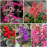 400 Piezas Semillas de Salvia de Fuego, Semillas de Flores para Regalo de Invitados, Cama de balcón (Salvia splendens), Prado de Flores, Plantas en Macetas, Semillas de Flores auténticas aptas pa