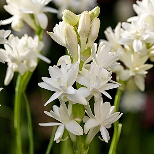 Image of Live Green Flower Bulbs Tuberose /Rajnigandha Single /Double Petal Fragrance Flower Bulbs For Home Gardening (Tuberose Double-5)