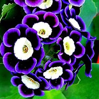 TTmart store Scarce Rare Phantom Petunia Flower Seeds 200 Seeds Pack Garden