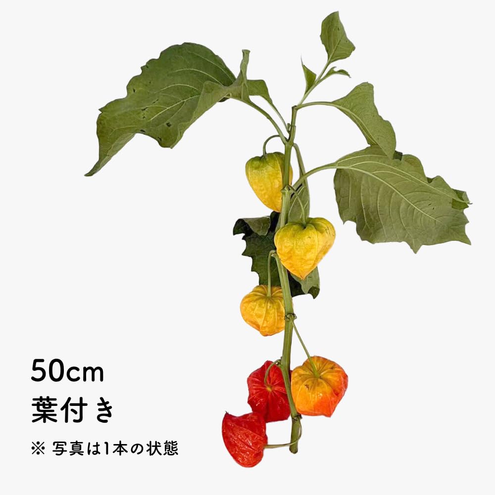 Amazon｜Puriza ほおずき 生花 大分 宮崎産 秀品 品質保証 生け花