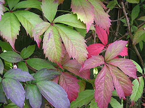 Joi Choi Vegetable Seeds