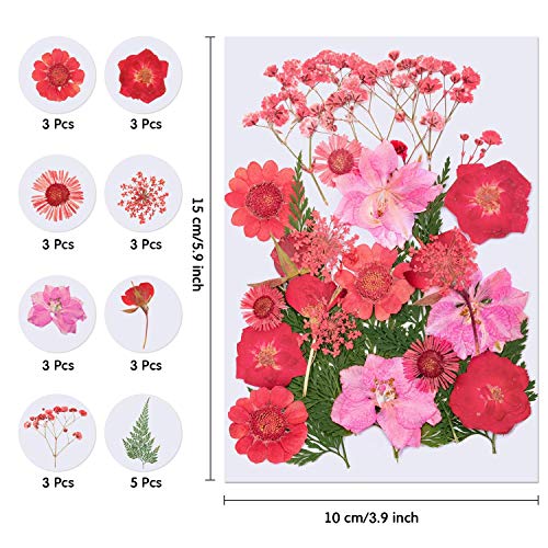 126 stuks echte gedroogde geperste bloemen, Libershine natuurlijke geperste bloemen voor hars, Scrapbooking, DIY kaars… - Afbeelding 3
