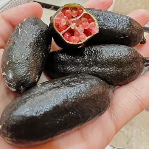 semillas de lima dedo, semillas de bonsái fruta, árbol frutal, huerta plantas balcón árboles frutales enanos resistentes plantas resistentes para el jardín árboles frutales columnares 120pcs