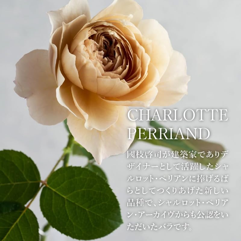 Amazon｜WABARA わばら花束 S-ROSE CHARLOTTE PERRIAND わばら15本程度