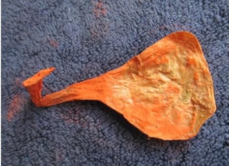 SCSPALI Original Energized Puja Billi Ki Jer Zer Billi ki Naal Nal Naval Cats Chord for Business Luck Money Profit Home Rare