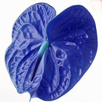 120 PC raras semillas de flores Anturio semillas de plantas en maceta Anthurium Balcón de flores para el jardín de DIY 3