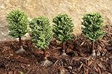 Made in Germany 4-STÜCK Modellbau Laub-Bäume mit Fuß 6cm hoch WUNDER SCHÖN