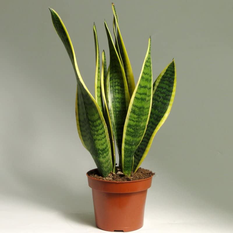 1 x Sansevieria trifasciata LAURENTII Snake Plant - Mother in Laws Tongue - Indoor Easy Care Plant in 9cm Pot