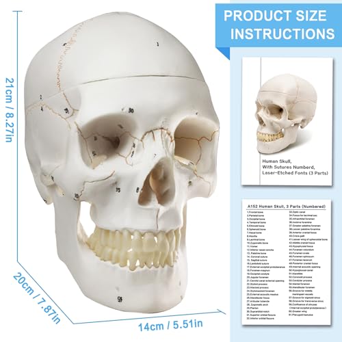 Menschliches Schädelmodell, mit Knochennähten, Zahlen geschrieben, menschliche anatomische Anatomie, Erwachsenenmodell mit abnehmbarer Schädelkappe und Gelenkkiefer, kompletter Satz Zähne