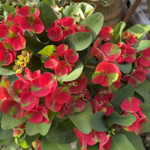Crown of Thorns Seeds, Formal Garden, Symmetrical Planting, Structured Border, Classic Succulent Feature 350pcs
