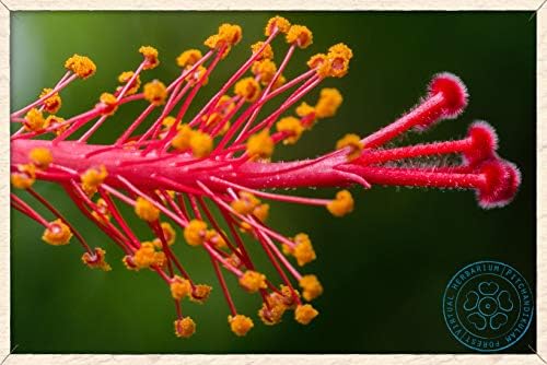 Miniatura 5 de Neotea Hibiscus rosa-sinensis  Sembaruthi Leaf Powder  Polvo de hoja de hibisco  300gm Paquete de 1