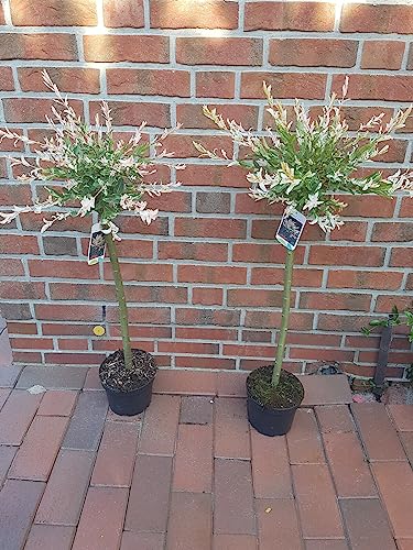 2 Stück Salix int. Hakuro Nishiki, Harlekin Weide, Höhe: 100-110 cm + Startdünger