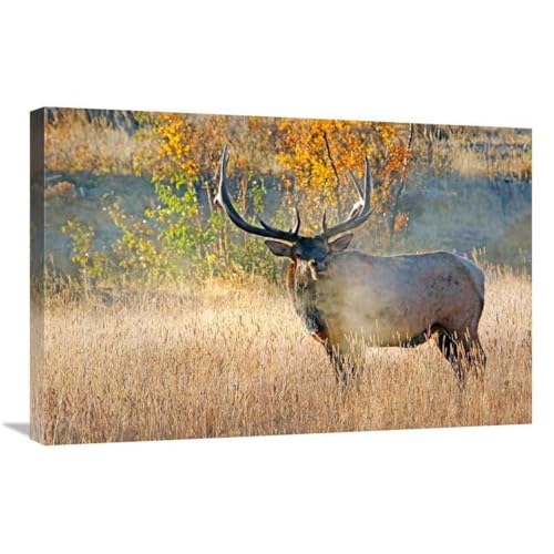 30 in. Bull Elk Steamer Art Print - Vic Schendel