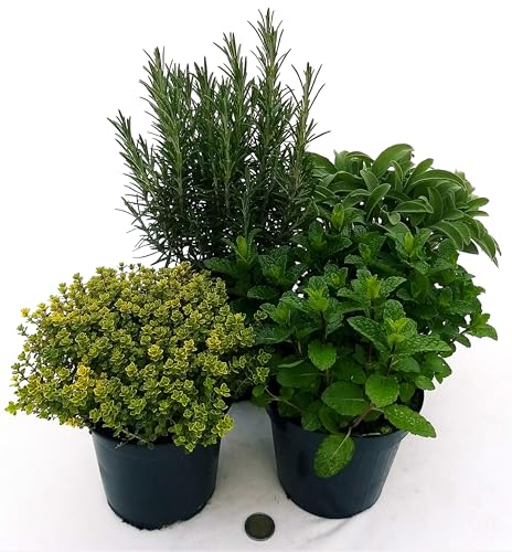 POWERS TO FLOWERS - 4 AROMATICHE BIO: ROSMARINO, MENTA MOJTO, SALVIA, TIMO LIMONE, piante vere