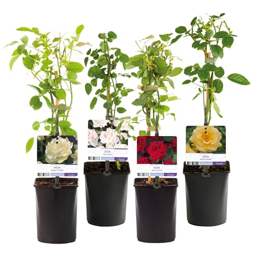 GreenboutiQ - Kletterrose - Rosa Rainbow - Blumen Rosa Weiß Gelb Rot - Wenig Pflege - 4 Pflanzen - Topf 11cm Höhe 40cm