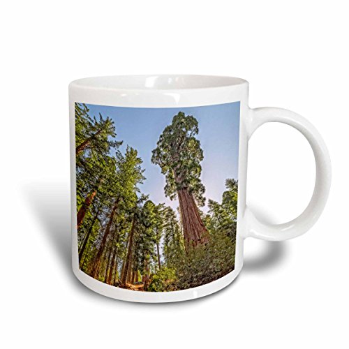 3dRose Mighty Sequoia Ceramic Mug, 15 oz, White