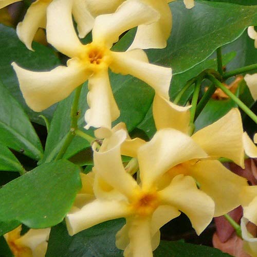 3 x Gelsomino (Giallo-Bianco-Rosa) - Acquista 3/Paga2 - Pianta Adulta | ClematisOnline