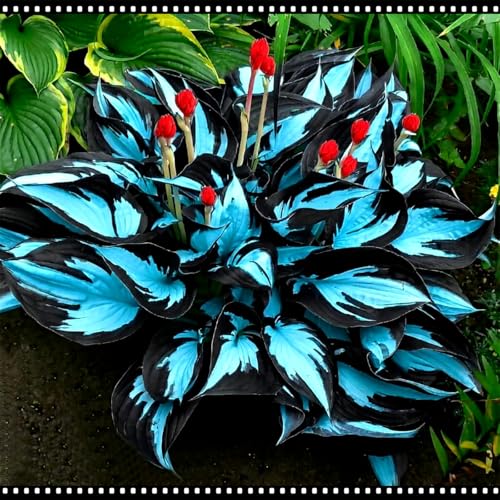 Hosta perenne/Hosta resistente al frío/Resistente al sol en verano y a las heladas en invierno/Relleno para jardín-4 rizoma-H