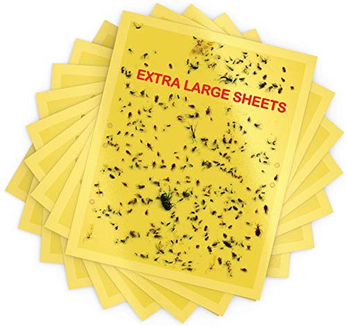 Extra Large Dual-Sided Yellow Sticky Traps 8x10inch- Sticky Traps for Fungus Gnat, Flies