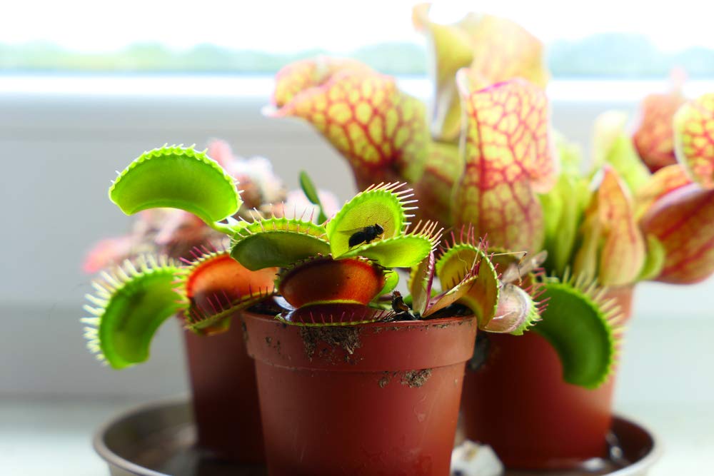 Bloomique - Lot de 2 - Dionaea Muscipula - Dionée Attrape-Mouche - Plante Carnivore - Plantes d’intérieur - Hauteur 10-15 cm - Pot 12 cm