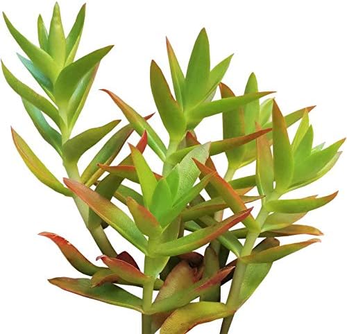 MAALI AGRO | Crassula Capitella ‘Campfire’ (Plants for Money) | Perennial/Succulent Live Plant | Indoor/Outdoor Garden | Pack of 1 Piece