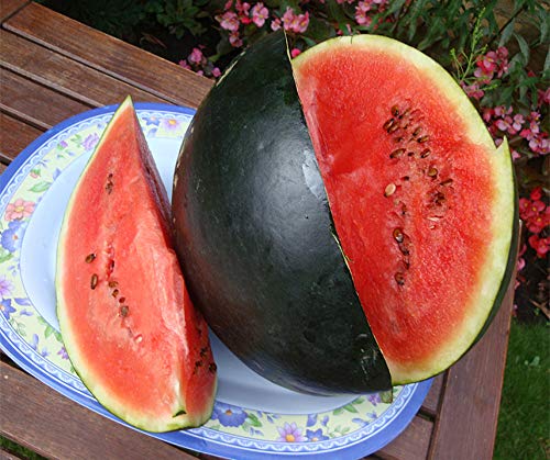 Thora Wassermelone Samen von Bobby-Seeds Portion