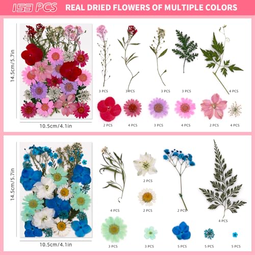 Kit de flores secas prensadas para manualidades miniatura 3