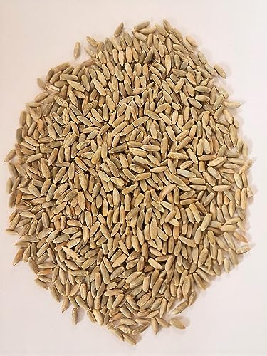 WIDU Bio Roggen 25 KG Getreidesack, ganze Back-Körner direkt vom Landwirt