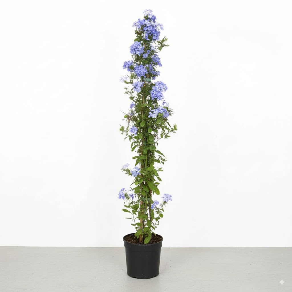 Garden Center Shop | Plumbago Capensis 125 cm M20 | Jazmín Azul Arbusto Trepador Perennifolio | Florece Muchos Meses | Ideal Vallas, Pérgolas y Macetas Grandes