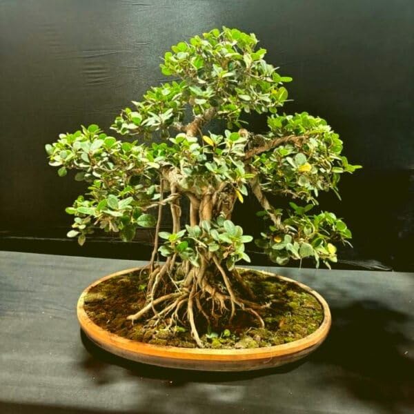 China Bot Bonsai Plant Live | Ficus Microcarpa Marri Banyan Tree | Easy Growing Indoor Outdoor Decorative Green Foliage Plant for Home Living Room Pack of 1 | SS9-image-26