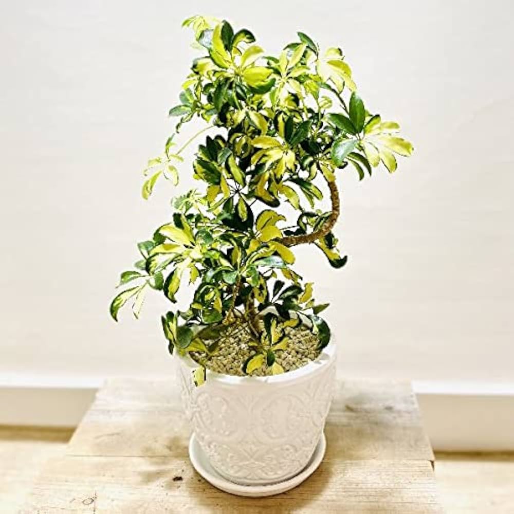 シェフレラレナータ 希少•太幹原木♪ 7号 68cm♪ シェフレラレナータ 希少•太幹原木♪ 7号 68cm♪