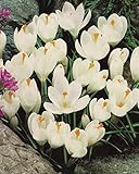 Blumenhandel Ullrich