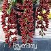 Sale!100 PCS/Pacl Dark Red Chinese Cymbidium Orchid Flower Seeds Indoor Potted Flowers Cicada Orchid Seeds,#S94UM2
