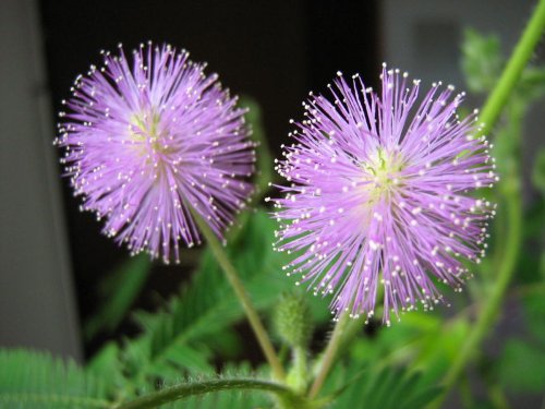 Amazon.com : 100 Mimosa/Sensitive Plant/Touch Me Not - Schrankia