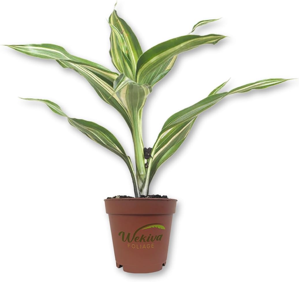Lucky Mini Bamboo - 2 Live Starter Plants in 2 Inch Growers Pots - Dracaena Sanderiana - Feng-Shui Zen Garden Houseplants