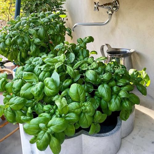 semi di basilico resistente - giardino balcone biologici interno coperto dal terreno estremamente 200pcs