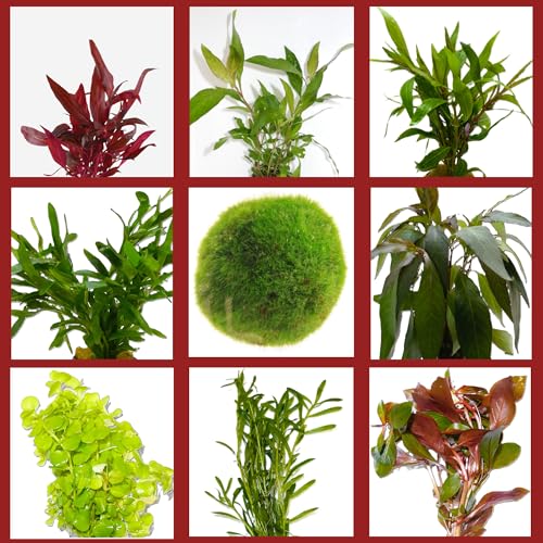 WASSERPFLANZEN WOLFF - BUNTES Algenkiller-Set | Anti-Algen Wasserpflanzen Sortiment | schnellwachsende 5 Arten Pflanzen + 1 Mooskugel | inklusive rotblättrige Aquariumpflanzen | Algen-Prophylaxe
