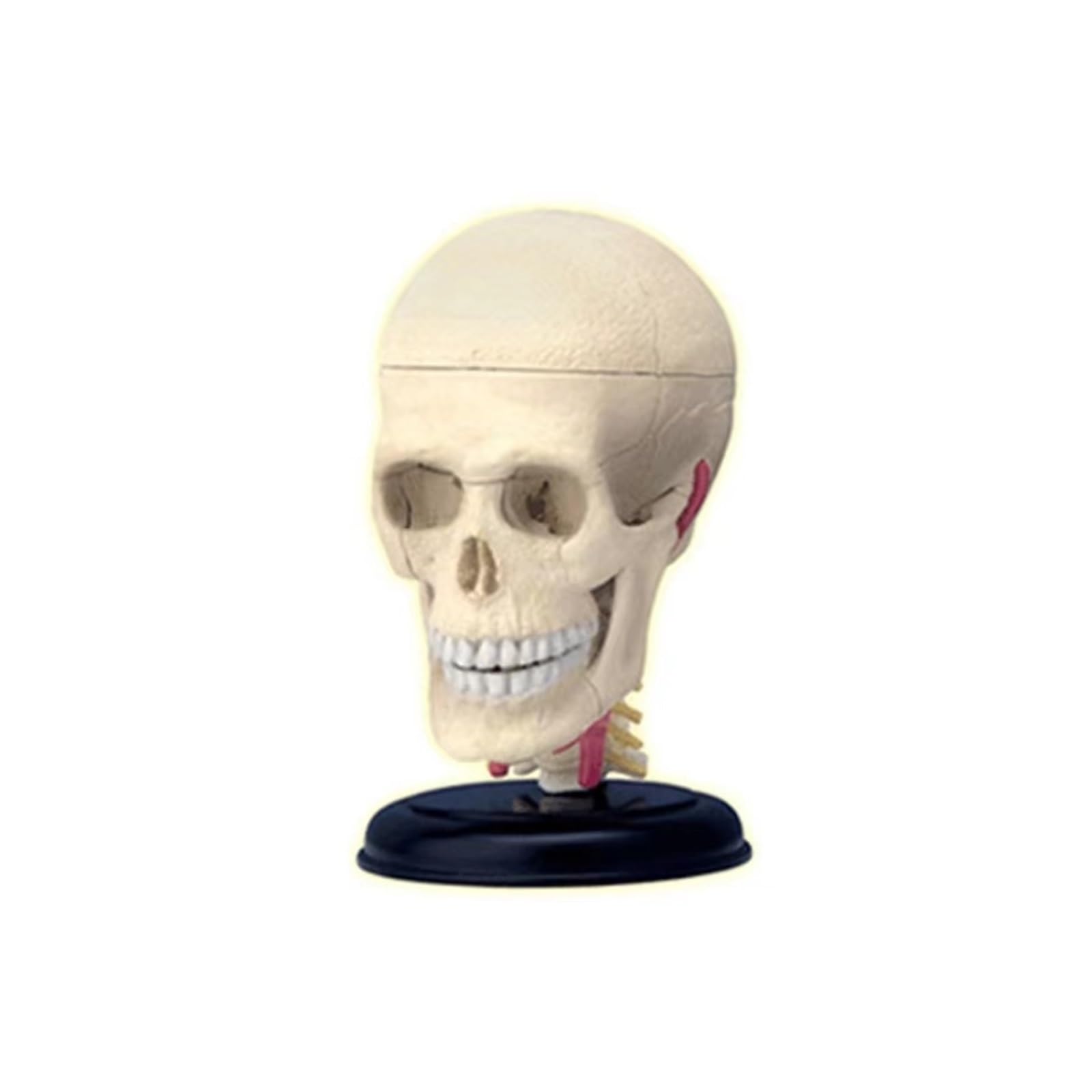 4d Replika Modelu Anatomii Człowieka Czaszki Model Mózg Organy Ciała Zaopatrzenie I Sprzęt Medyczny