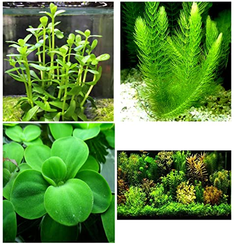 Aquatic Discounts - 3 Types of Super Easy/Beginner Live Aquarium Plants - Bacopa + Hornwort + Easy Floating Plants BUY2GET1FREE!