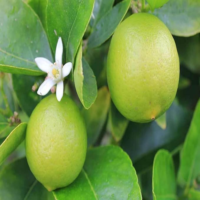 Image of Kagzi Lemon Hybrid Live Plant - High-Yield Citrus Fruit Tree | Outdoor Gardening | Nimbu Plant for Home Garden | Pack of 1 Healthy Live Plant