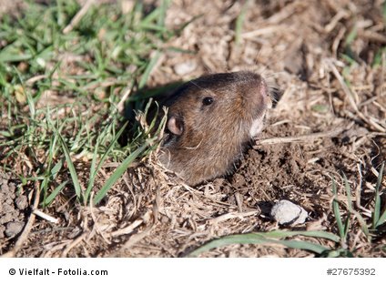 Baoduu Solar Maulwurfschreck, Ultrasonic W&uuml;hlmausschreck 4 St&uuml;ck, IP65 Maulwurf Vertreiber F&uuml;r Den Au&szlig;enbereich W&uuml;hlmaus Vertreiben Zur Abwehr Gegen Maulwurf Und W&uuml;hlm&auml;use In G&auml;rten