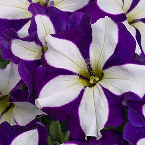 Special New Petunia Crazytunia® Lucky Lilac Plant in a 10cm Pot x 3.