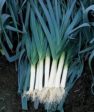 Creative Farmer Vegetable Seeds Heirloom Quality Leek Seeds - Leek ?Seeds Seeds For Kitchen Garden Home Garden Seeds