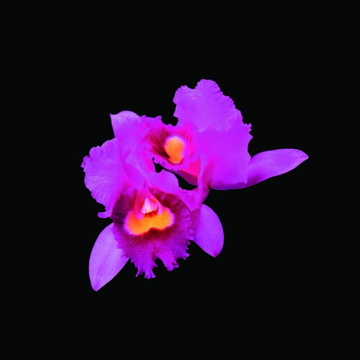 Orchid: Amazon.co.uk: CDs & Vinyl