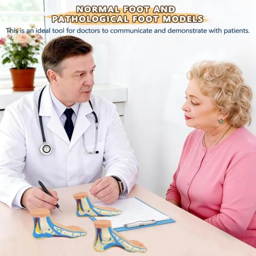 Image of Human Foot Anatomy Model with Numbered Structures, Life-Size Flat Foot for Education, Podiatry Study, and Patient Demonstration
